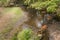 Sika deers drinking water in woodland