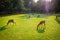 Sika deers in Nara Park, Japan