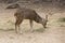 Sika deers in the zoo sunny day