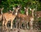 Sika or spotted deers herd in the jungle