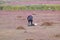 Sikh Farmer and Cranberry Field