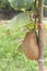 Sikkim Cucumber on tree in farm