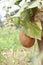 Sikkim Cucumber on tree in farm