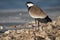 Siksak or spur-winged plover