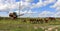 Silage and forage harvesting equipment is standing on the edge of the field, waiting for work. A harvester near  field, before