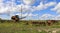 Silage and forage harvesting equipment is standing on the edge of the field, waiting for work. A harvester near  field, before