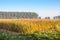 Silage maize ripe for harvesting