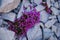 Silene Acaulis, Cushion Pink A Small Mountain Wildflower