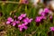 Silene acaulis flower growing in mountains, close up shoot