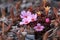 Silene acaulis, known as moss campion or cushion pink