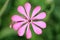 Silene colorata flower