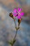 Silene colorata, Pink pirouette, Mediterranean catchfly