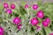 Silene coronaria (rose campion) flowers