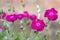 Silene coronaria (rose campion) flowers
