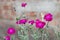 Silene coronaria (rose campion) flowers