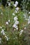 Silene dichotoma blooms in nature among grasses