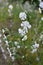 Silene dichotoma blooms in nature among grasses