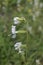 Silene dichotoma - Wild plant shot in the spring