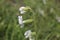 Silene dichotoma - Wild plant shot in the spring