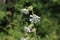 Silene dichotoma - Wild plant shot in the spring