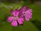 Silene dioica