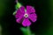 Silene dioica flower growing in meadow