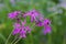 Silene flos-cuculi Lychnis flos-cuculi , commonly called ragged-robin, is a perennial herbaceous plant in the family