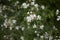 Silene italica in bloom