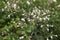 Silene italica plants in bloom