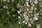 Silene italica plants in bloom