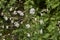 Silene italica plants in bloom