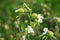 Silene latifolia, white campion flower macro selective focus.
