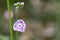 Silene mariana Pau is a small plant phanerogam species of the genus Silene , family Caryophyllaceae. Endemic of the south of the