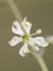 Silene mellifera species of campion with small, sticky yellowish-green trumpet-shaped flowers with delicate, erect stems on a