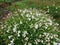 Silene Uniflora sea campion