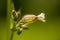 Silene vulgaris - Bladder campion - Blooming Wildflowers