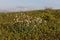 Silene vulgaris (bladder campion) and its phytoassociations in the alpine meadows of the Carpathians.