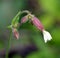 Silene vulgaris, the bladder campion or maidenstears,