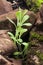 Silene vulgaris the bladder campion or maidenstears is an edible plant when it is young very appreciated in certain areas of