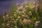 Silene vulgaris -  Grasshopper - white flowers of grasshopper among the grass in the meadow in beautiful backlight