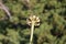 Silene waldsteinii, Caryophyllaceae