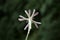 Silene waldsteinii  - wild plant