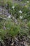 Silene waldsteinii  - wild plant