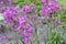 Silene yunnanensis - campion