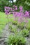 Silene yunnanensis with pink flowers