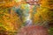 Silent Autumn forest - colorful vibrant leaves and trees, fall b