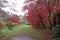 Silent backwater of the forest lake. Autumn in Wicklow, Ireland