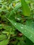 The Silent Beauty of Dew Drops in the Morning