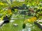 A Silent Green Pond In Public Park