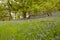 Silent green woodland glades in spring, full of Bluebell flowers